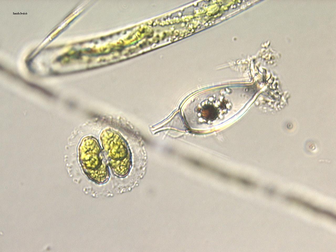 Cosmarium